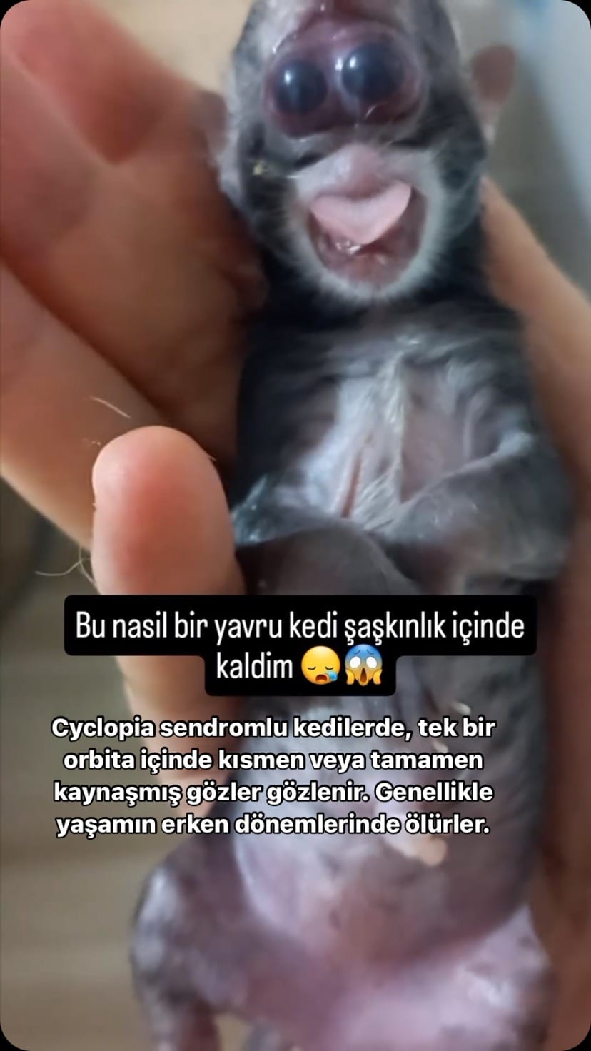 Post 10 by Okan ÇELİK on Instagram (video)