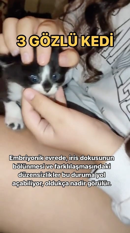 Post 9 by Okan ÇELİK on Instagram (video)