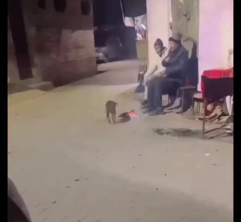 Post 8 by Esranın Patileri on Instagram (video)