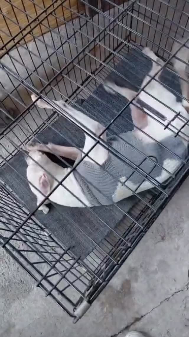 Post 9 by Esranın Patileri on Instagram (video)