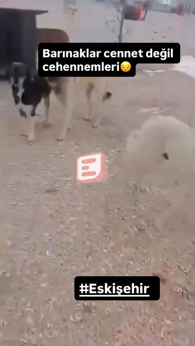 Post 7 by Esranın Patileri on Instagram (video)