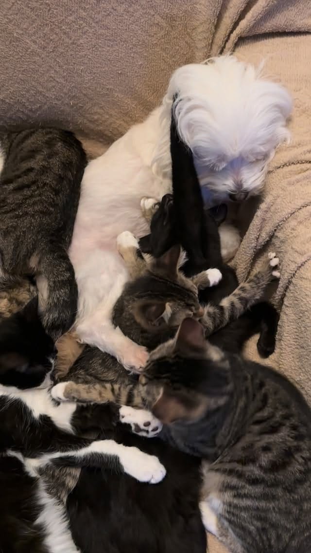 Post 3 by Esranın Patileri on Instagram (video)