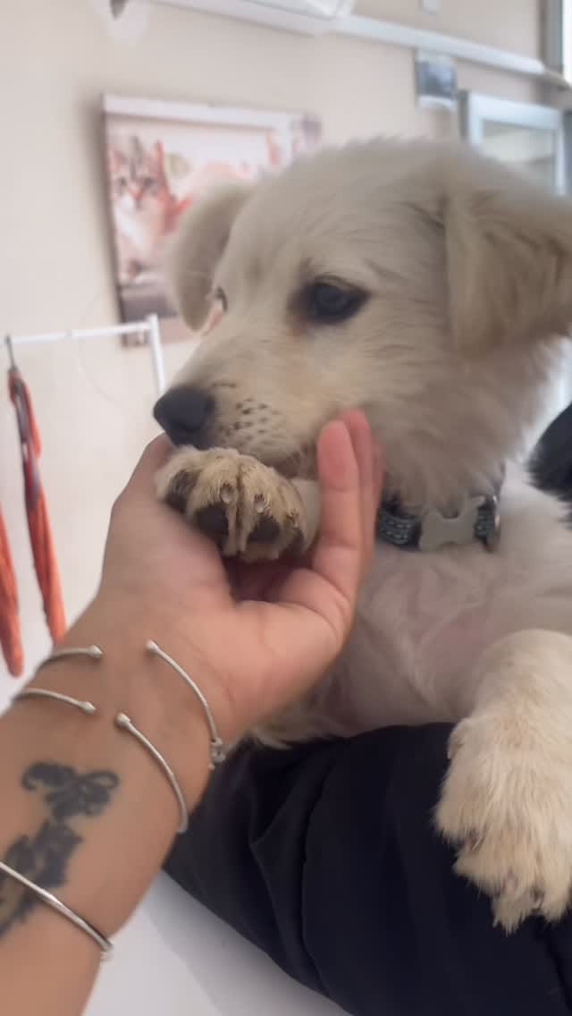 Post 4 by Bir Hekim Tavsiyesi 🐾💉 on Instagram (video)