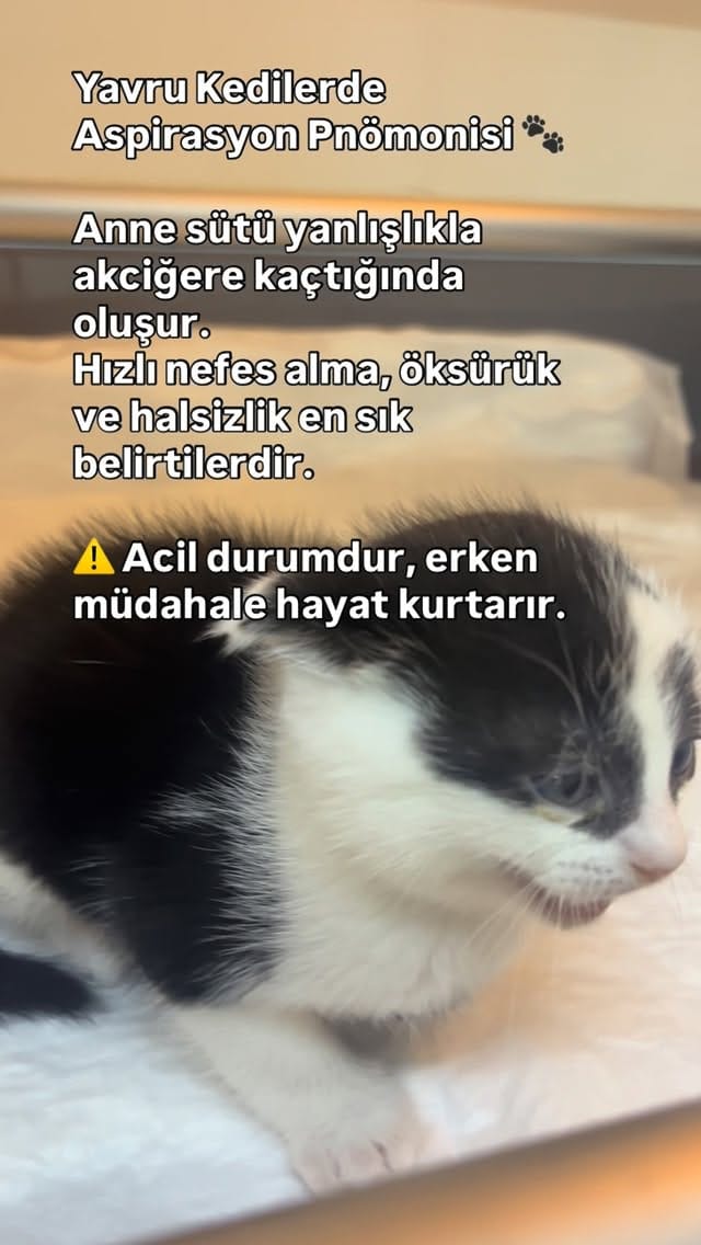 Post 3 by Bir Hekim Tavsiyesi 🐾💉 on Instagram (video)