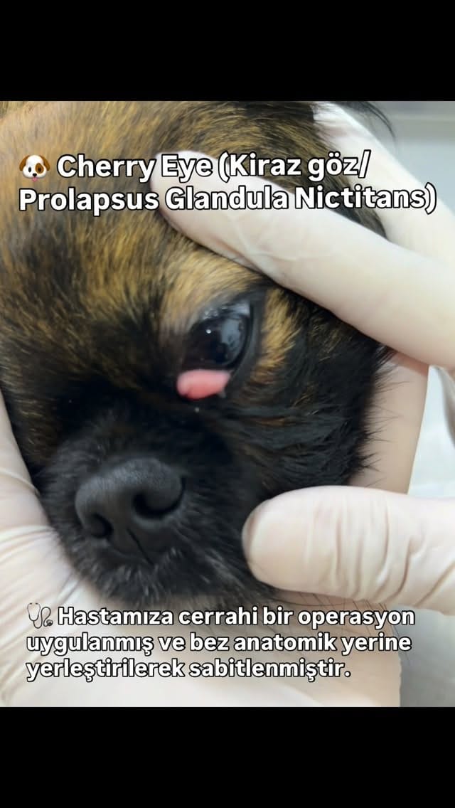 Post 6 by Bir Hekim Tavsiyesi 🐾💉 on Instagram (video)