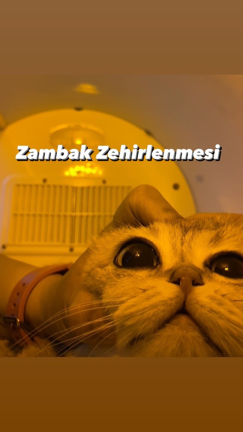 Post 10 by Bir Hekim Tavsiyesi 🐾💉 on Instagram (video)
