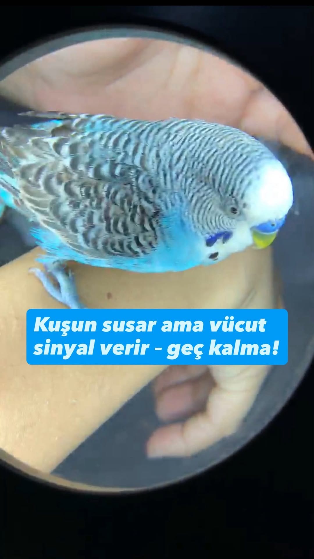 Post 9 by Bir Hekim Tavsiyesi 🐾💉 on Instagram (video)