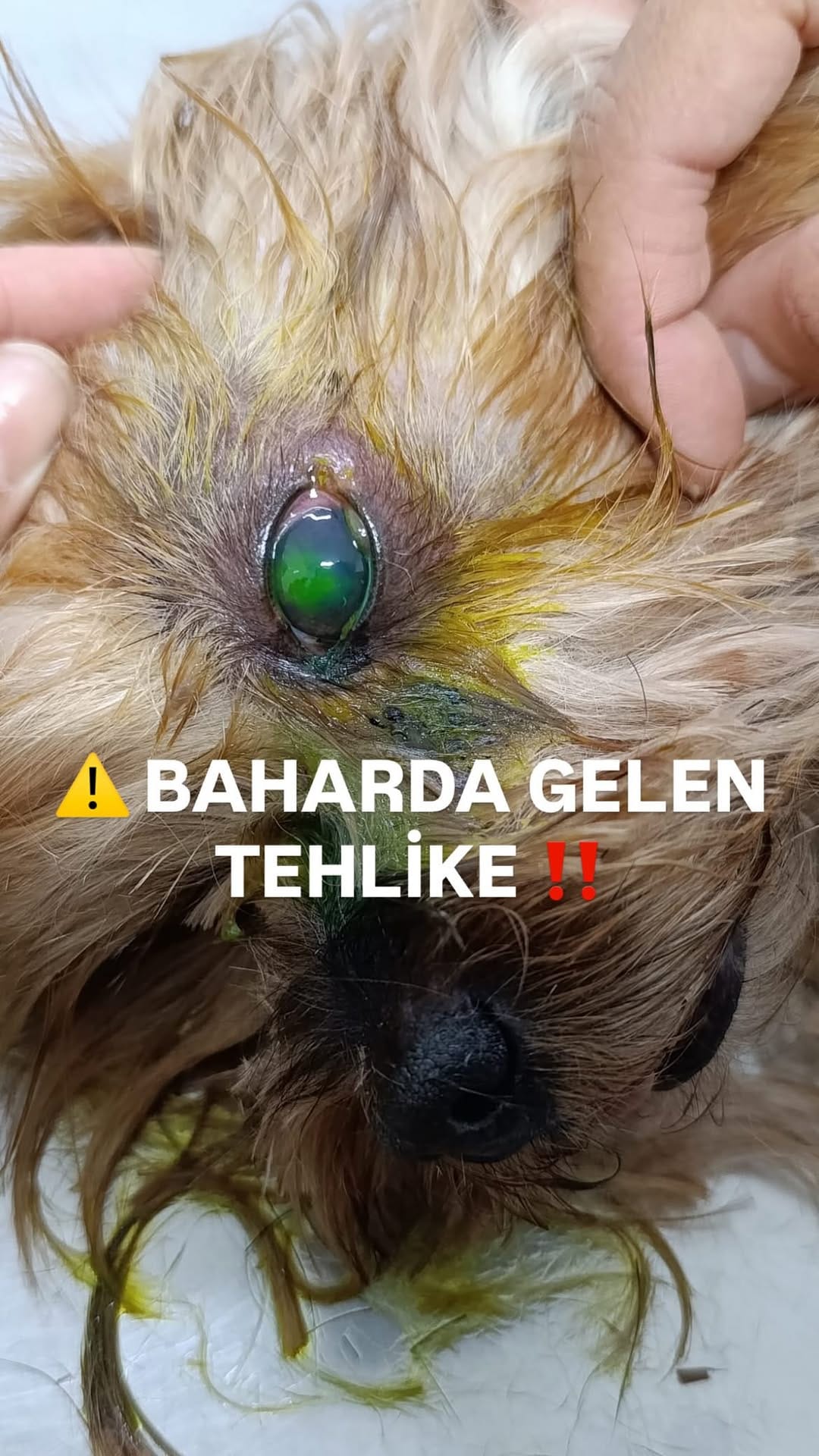Post 5 by Bir Hekim Tavsiyesi 🐾💉 on Instagram (video)