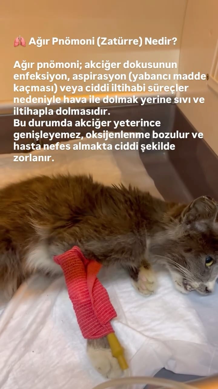 Post 7 by Bir Hekim Tavsiyesi 🐾💉 on Instagram (video)