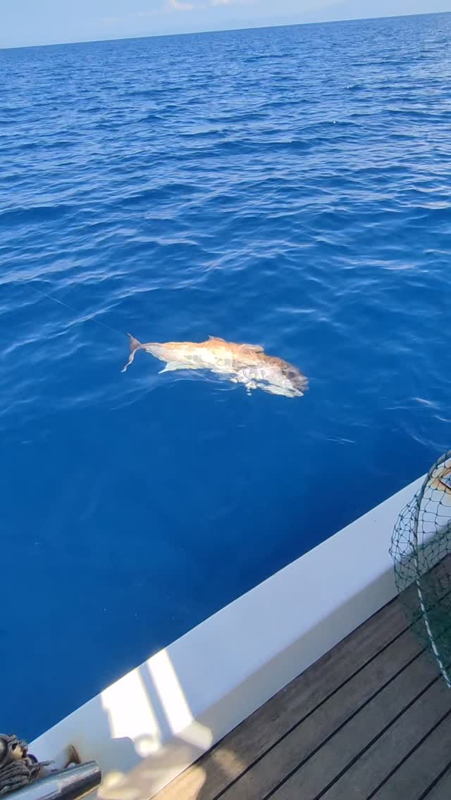Post 5 by Sertan Bayar on Instagram (video)