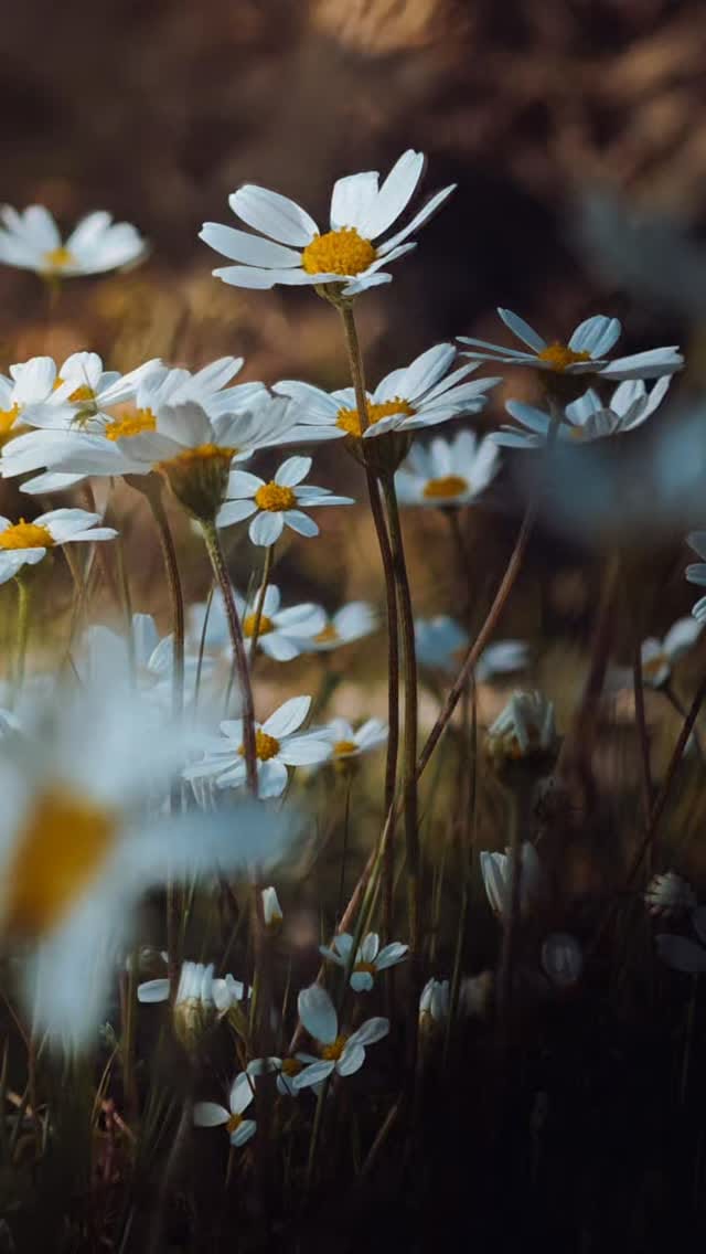 Post 8 by Sinan on Instagram (video)