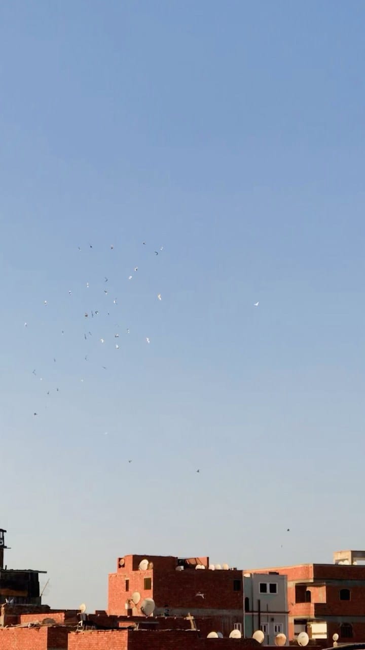 Post 4 by Radwa |رضوى 🍂 on Instagram (video)