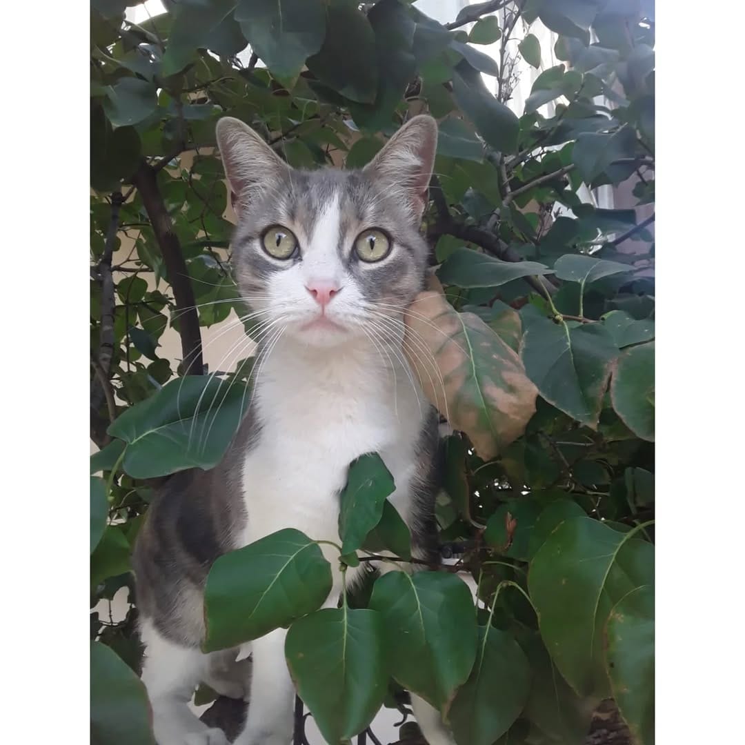 Post 9 by Cats in Türkiye on Instagram (image)