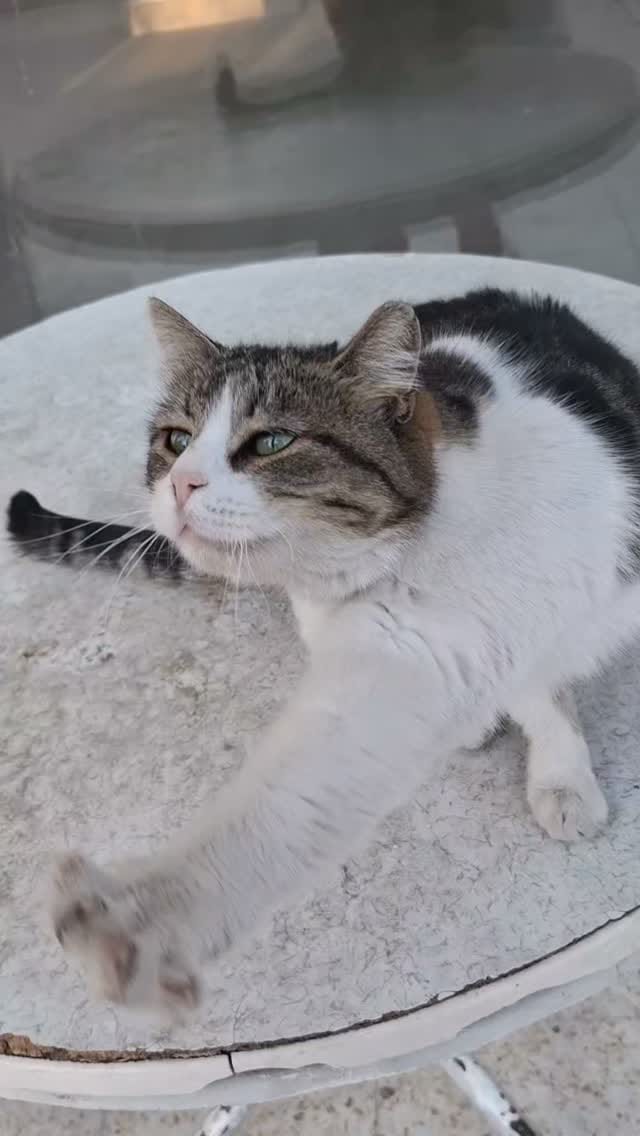 Post 6 by Cats in Türkiye on Instagram (video)