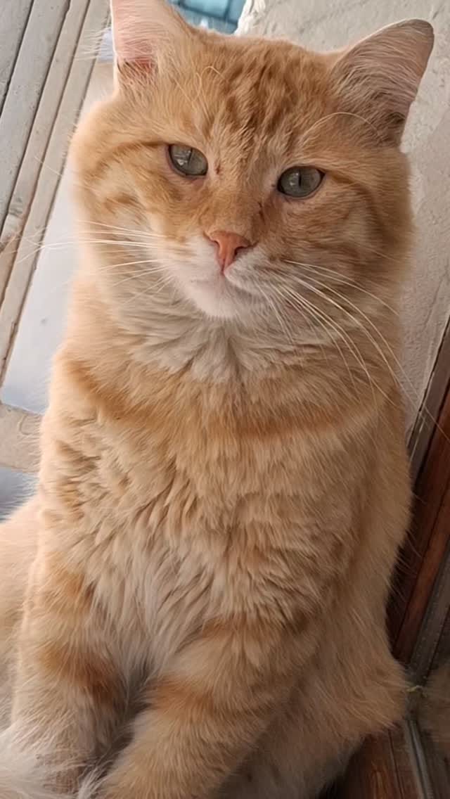 Post 4 by Cats in Türkiye on Instagram (video)