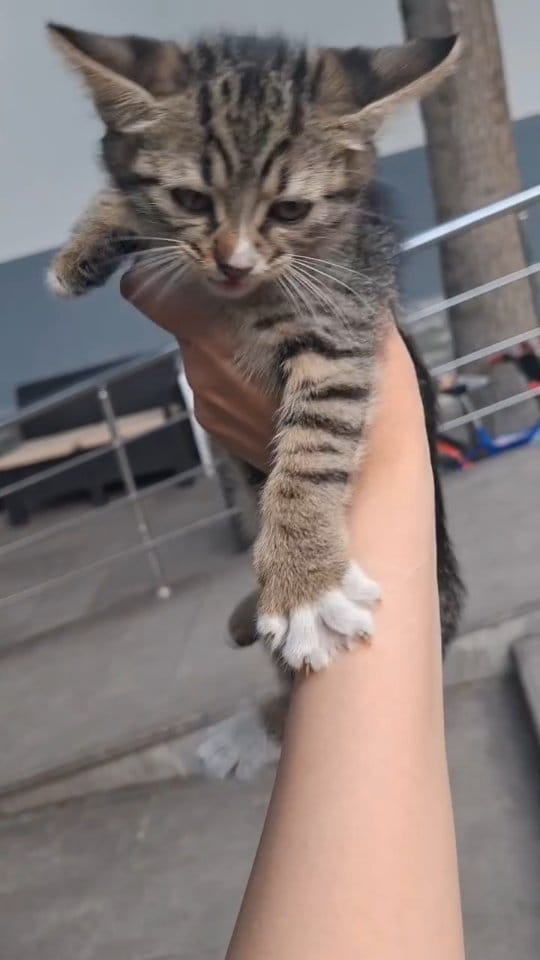 Post 7 by Cats in Türkiye on Instagram (video)