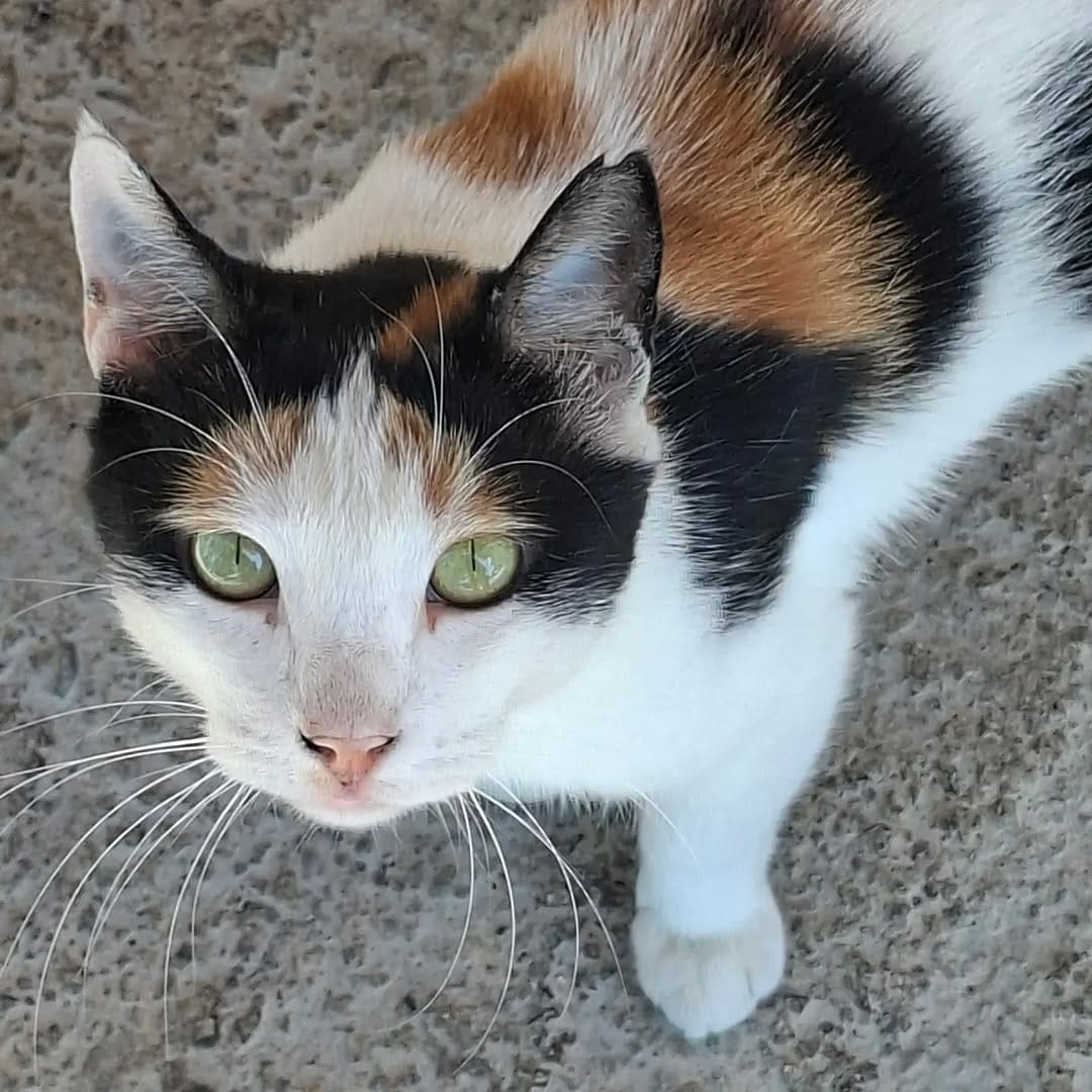 Post 2 by Cats in Türkiye on Instagram (image)