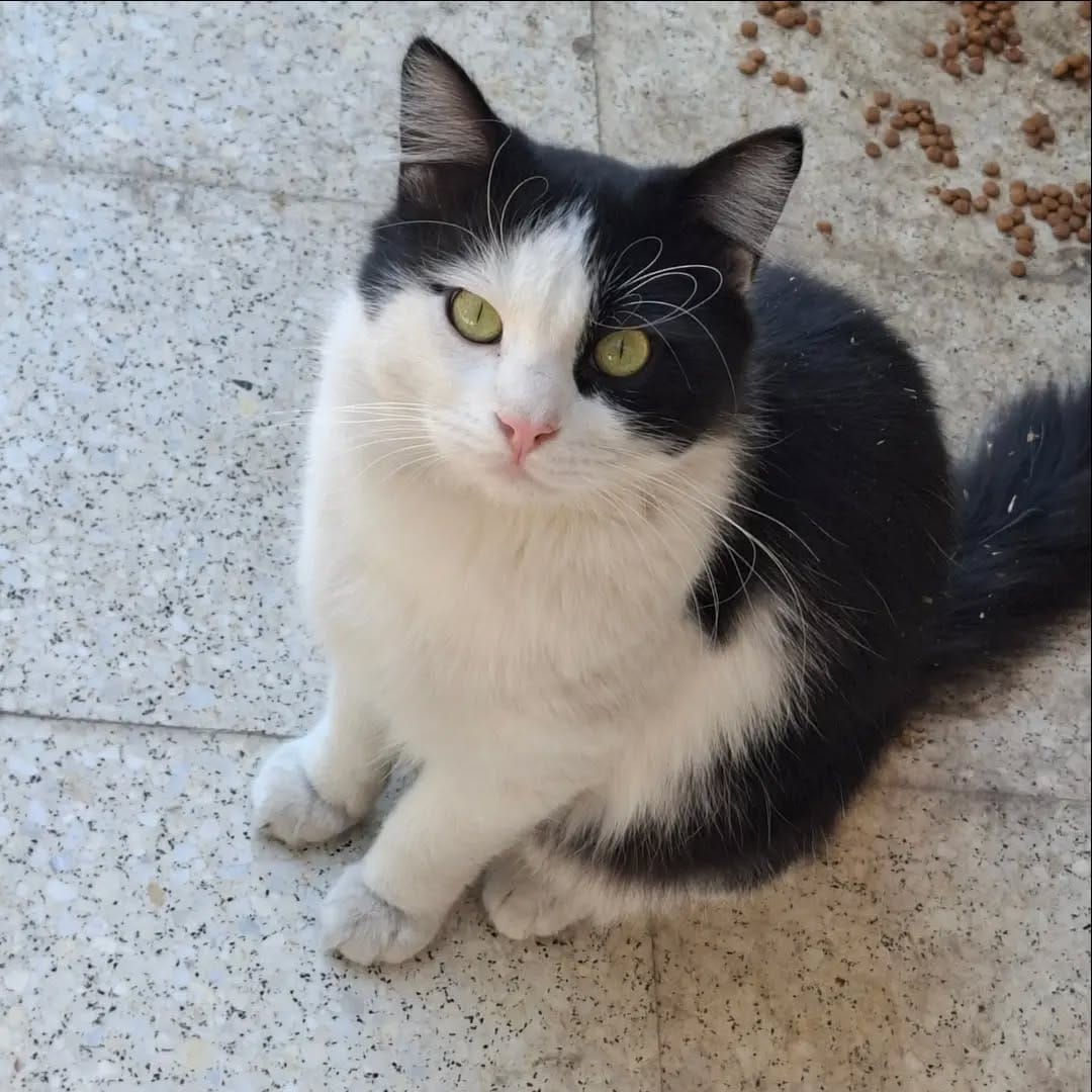 Post 3 by Cats in Türkiye on Instagram (image)