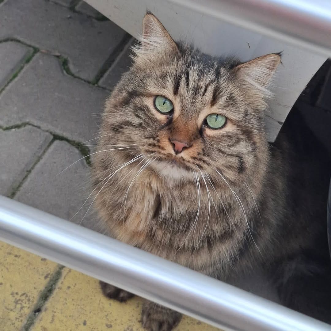 Post 10 by Cats in Türkiye on Instagram (image)