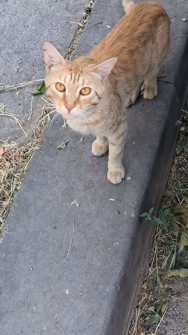 Post 5 by Cats in Türkiye on Instagram (video)