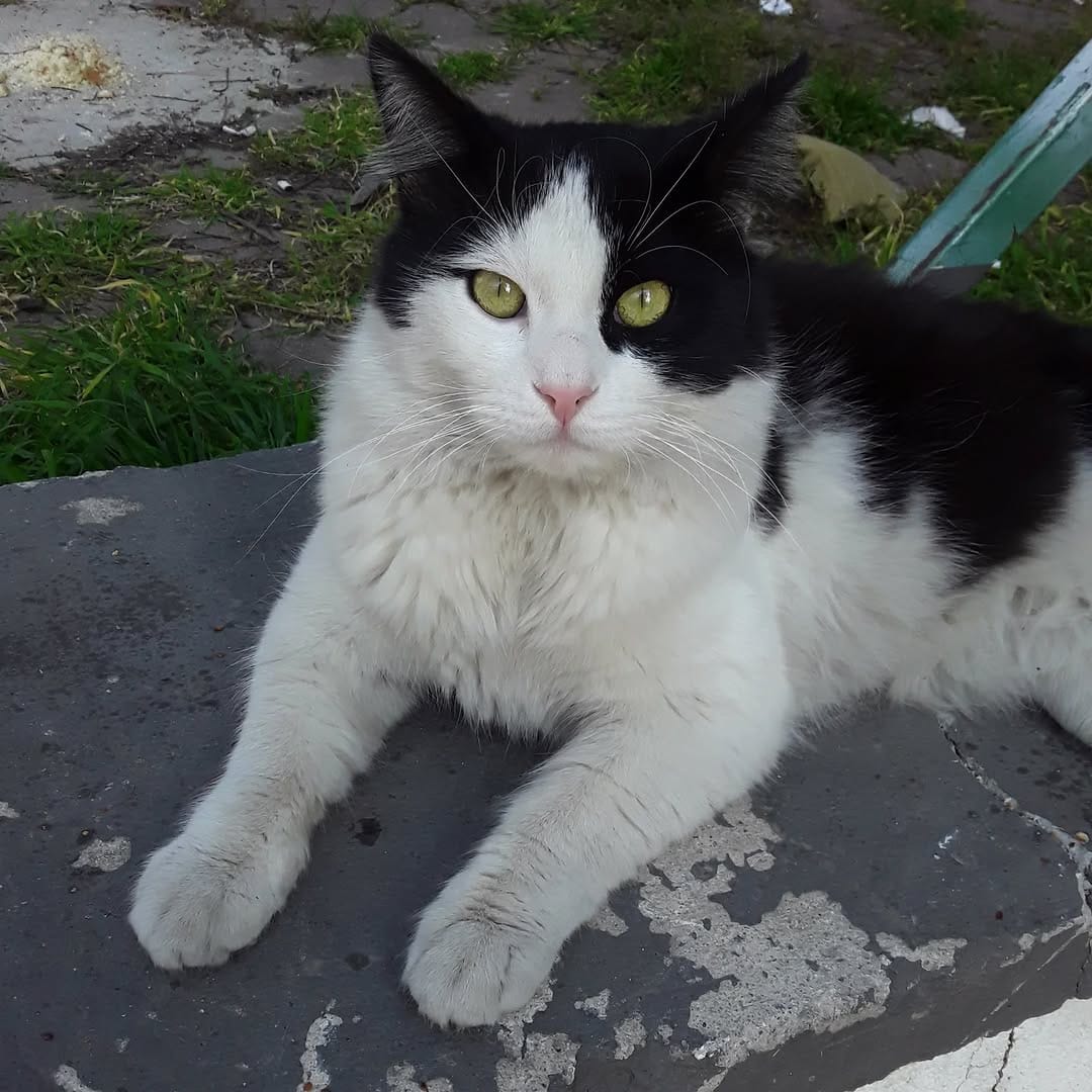 Post 8 by Cats in Türkiye on Instagram (image)