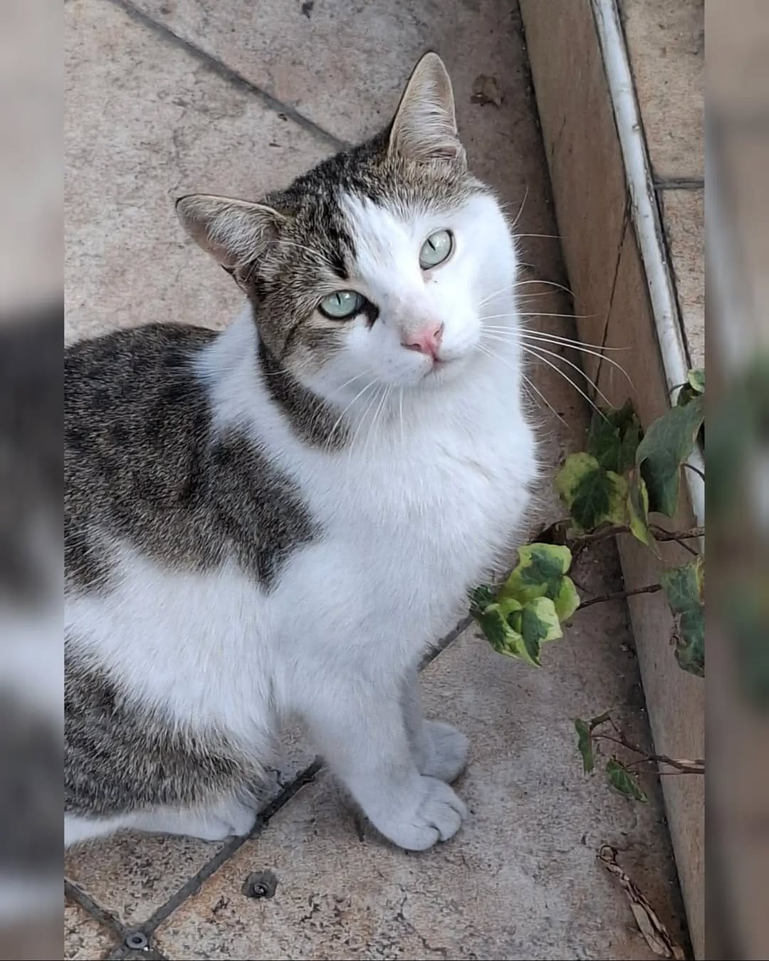 Post 1 by Cats in Türkiye on Instagram (image)