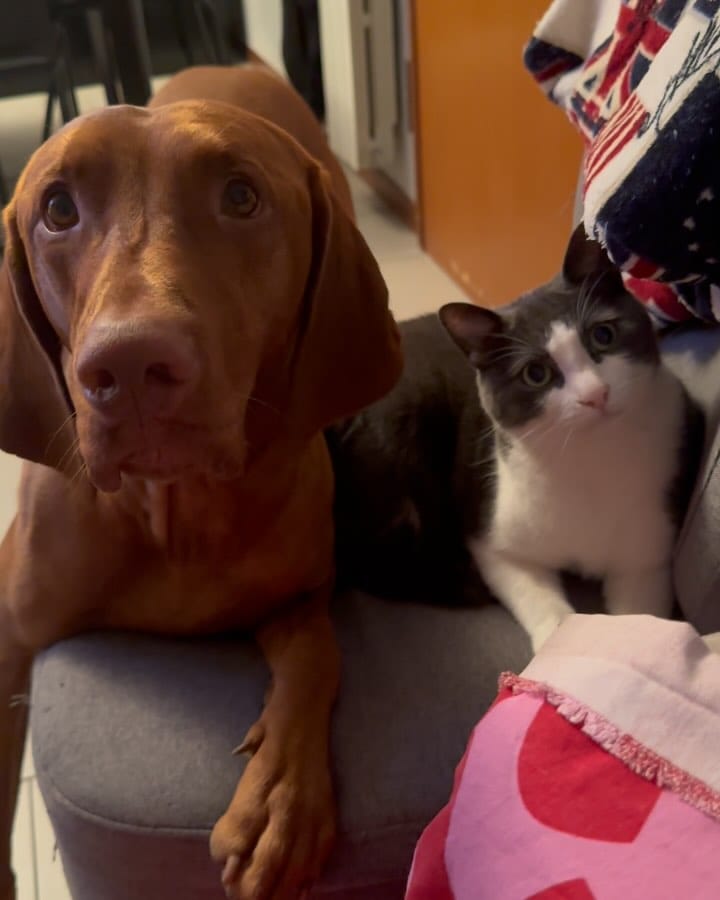 Post 2 by B E S 🐱 ♂️ on Instagram (video)