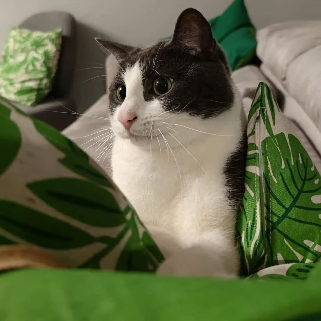 Post 6 by B E S 🐱 ♂️ on Instagram (image)
