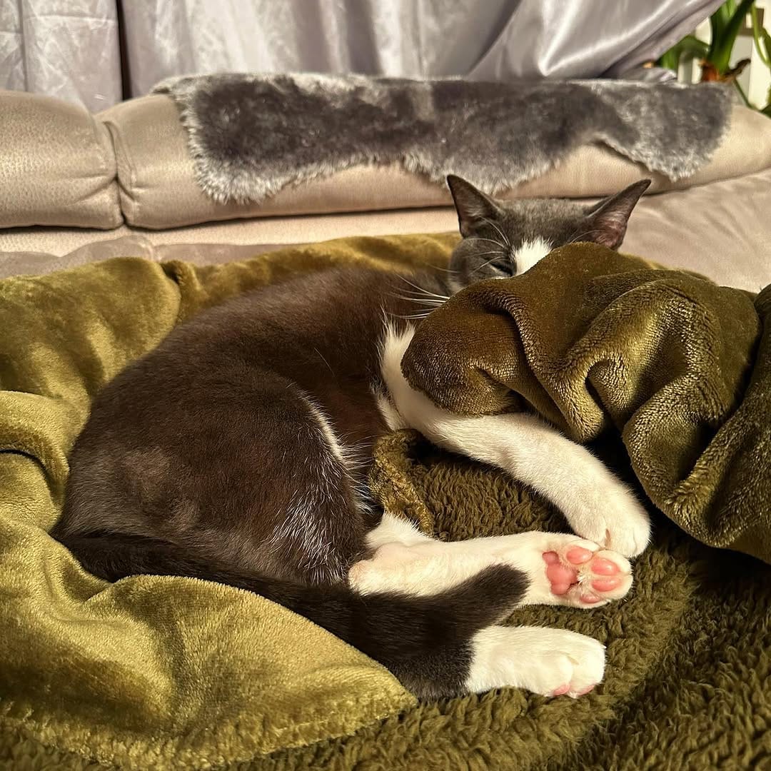 Post 4 by B E S 🐱 ♂️ on Instagram (image)