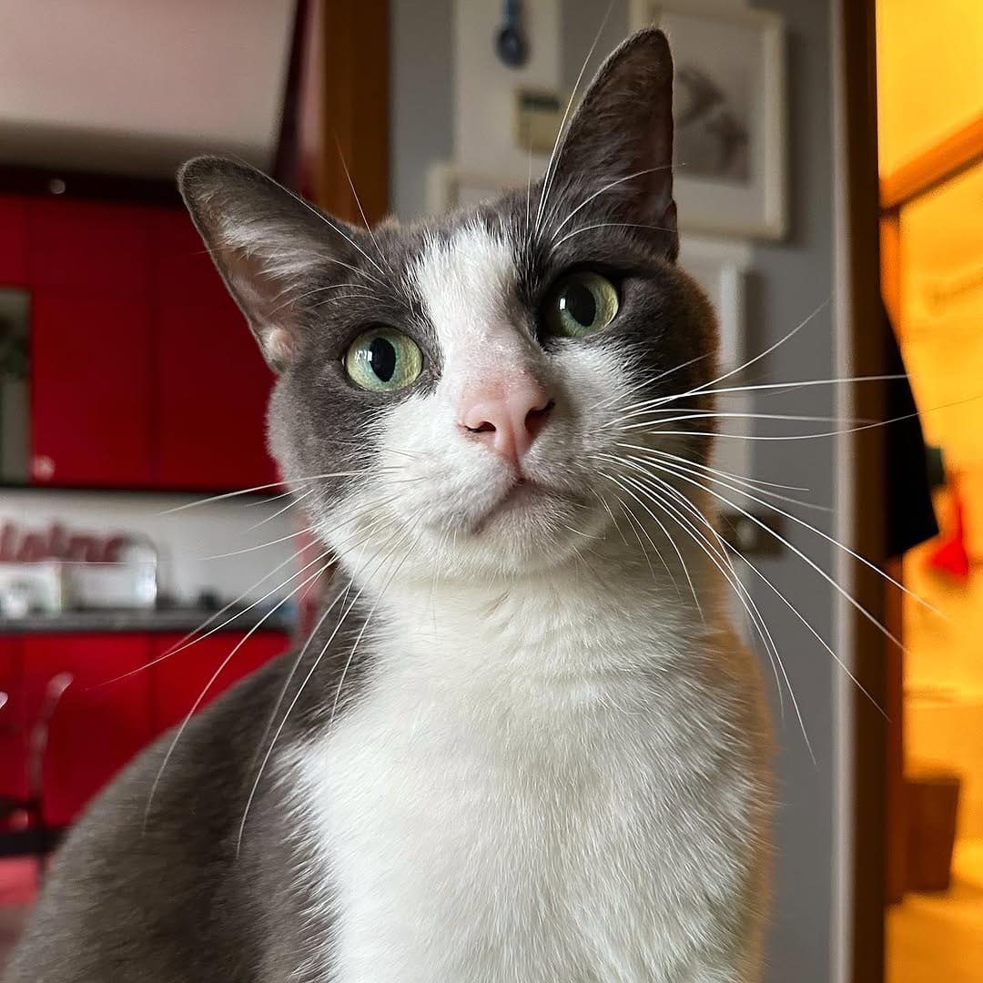 Post 5 by B E S 🐱 ♂️ on Instagram (carousel)