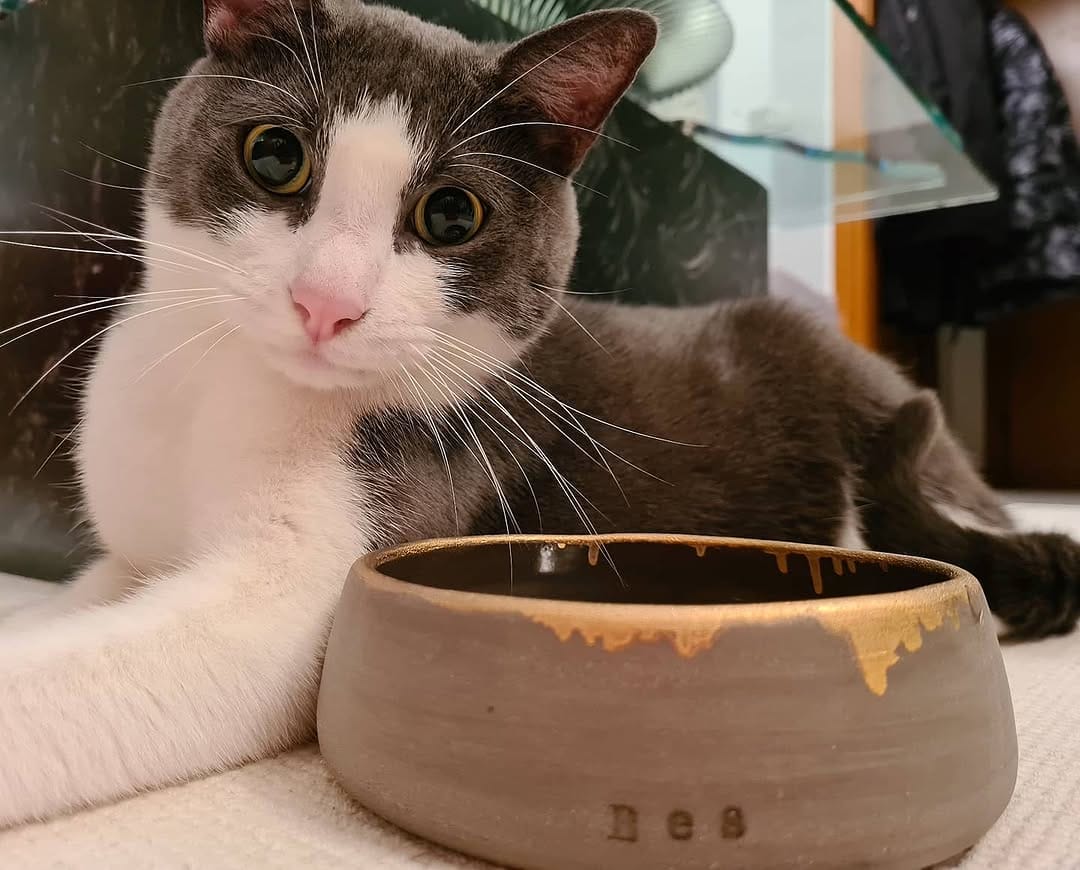 Post 7 by B E S 🐱 ♂️ on Instagram (carousel)