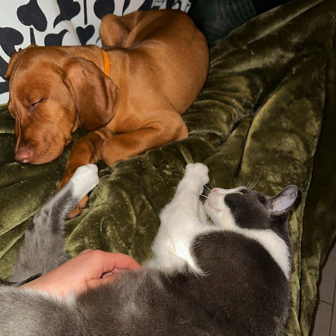 Post 3 by B E S 🐱 ♂️ on Instagram (image)