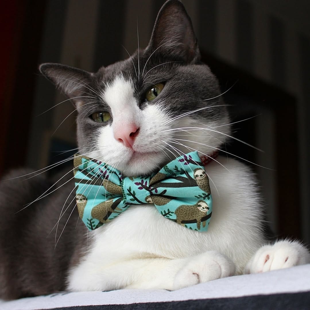 Post 9 by B E S 🐱 ♂️ on Instagram (carousel)