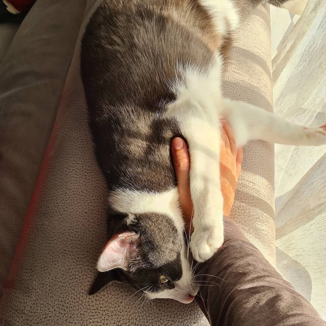 Post 8 by B E S 🐱 ♂️ on Instagram (carousel)