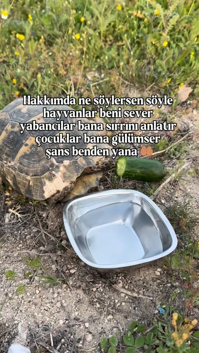 Post 8 by Emine Çavuş on Instagram (video)