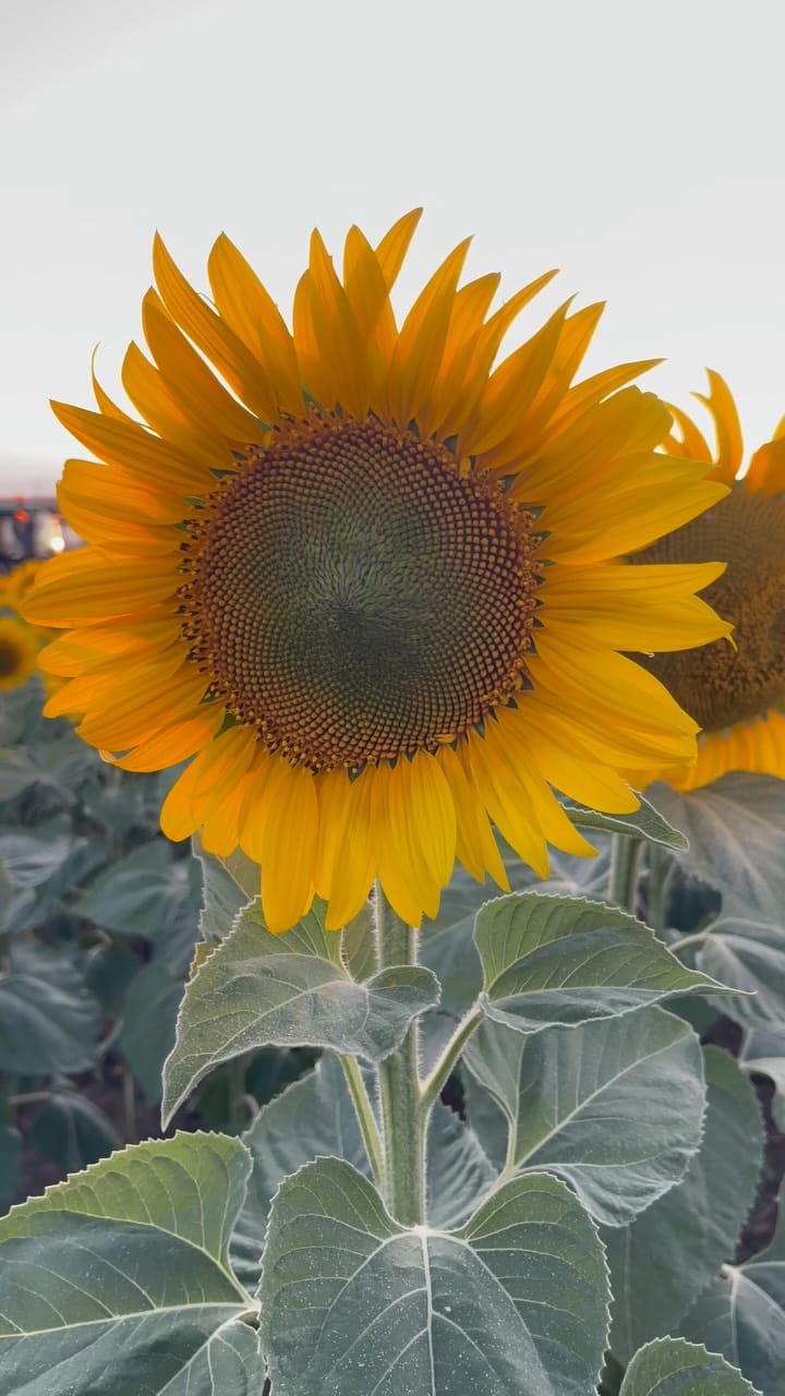 Post 3 by Ulukan Tarım & Hayvancılık🌻🌾. on Instagram (video)