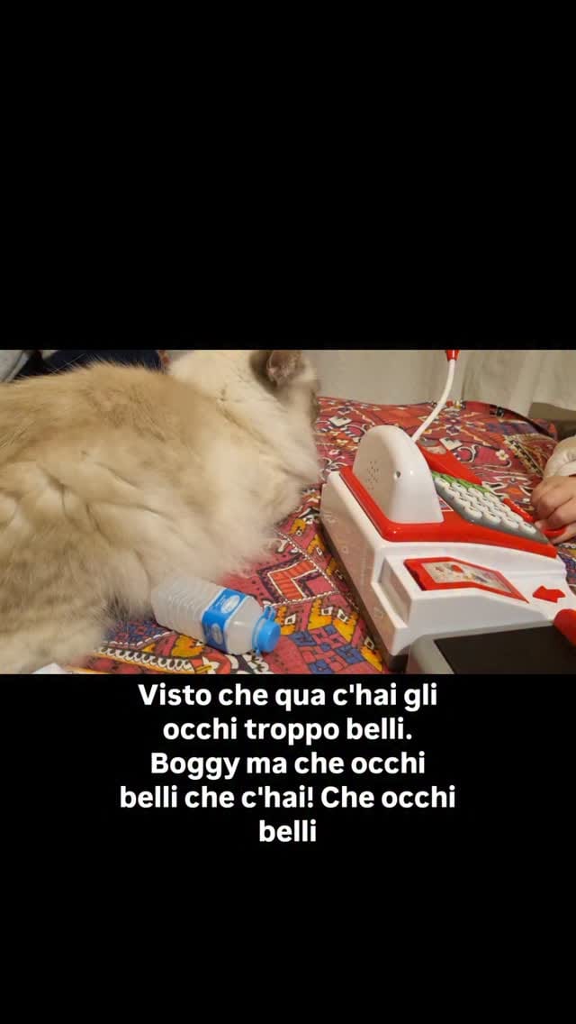 Post 10 by Boggy the roman good fellow😼🇮🇹 on Instagram (video)