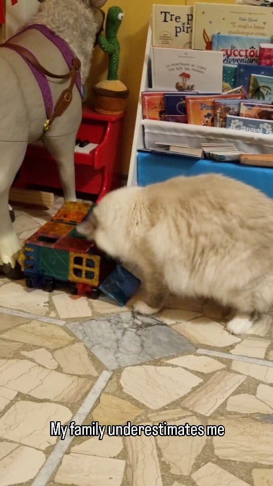 Post 6 by Boggy the roman good fellow😼🇮🇹 on Instagram (video)
