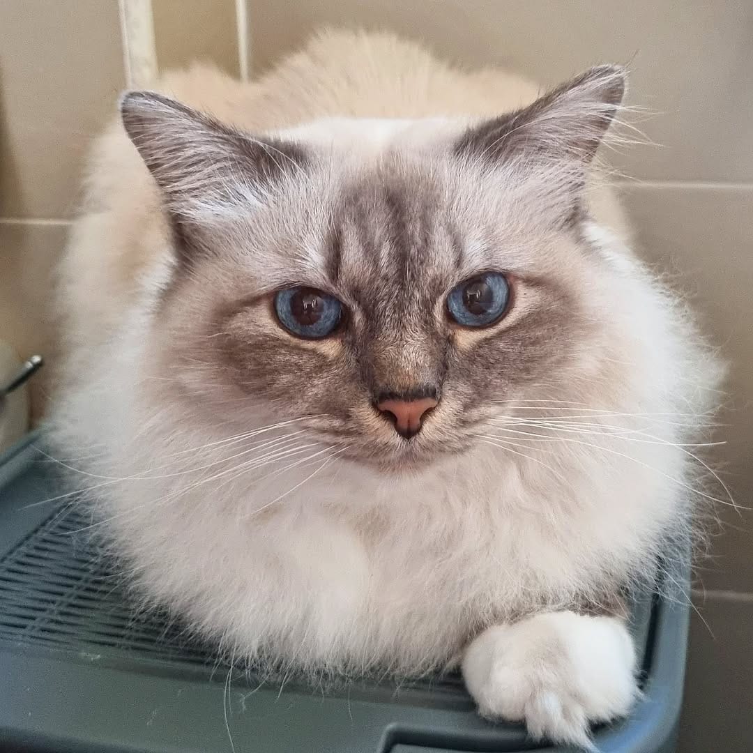 Post 8 by Boggy the roman good fellow😼🇮🇹 on Instagram (image)