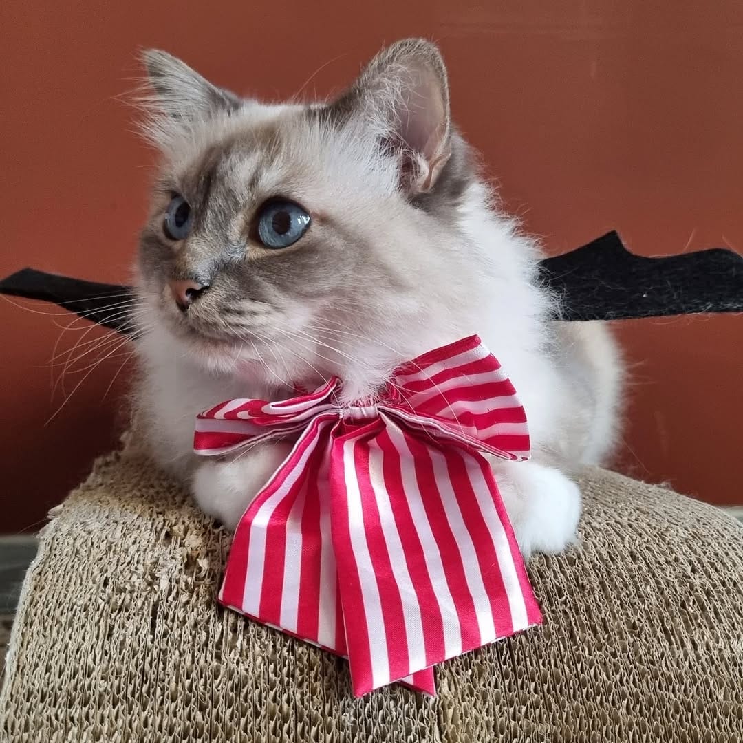 Post 4 by Boggy the roman good fellow😼🇮🇹 on Instagram (image)