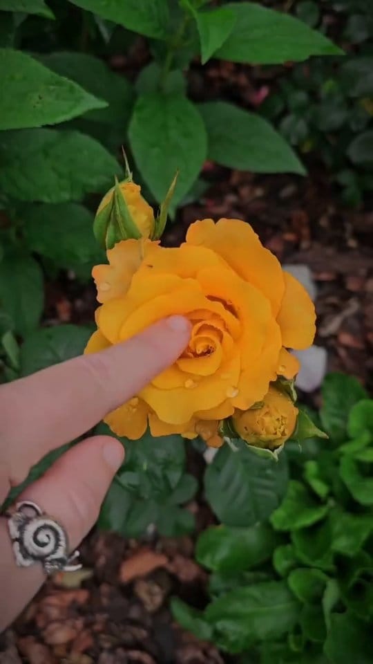 Post 7 by Наташа Савилова 🌲 Лес. Природа. Творчество on Instagram (video)