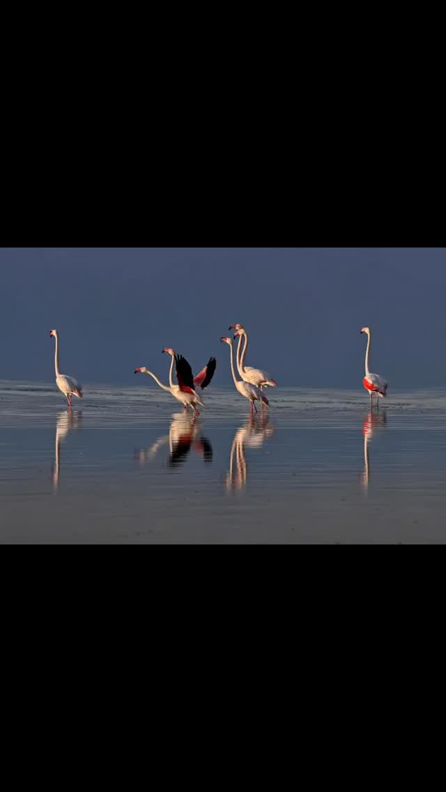 Post 10 by Mustafa Şahbaz on Instagram (video)