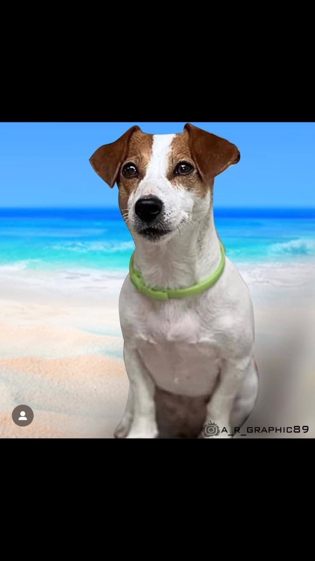 Post 10 by Stellina Junior🐾Calarota on Instagram (video)