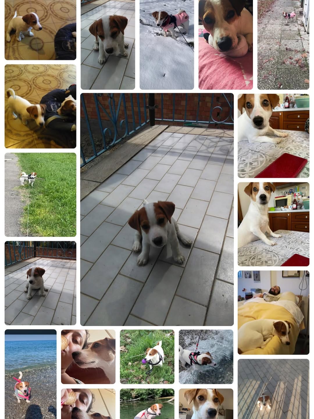 Post 3 by Stellina Junior🐾Calarota on Instagram (image)