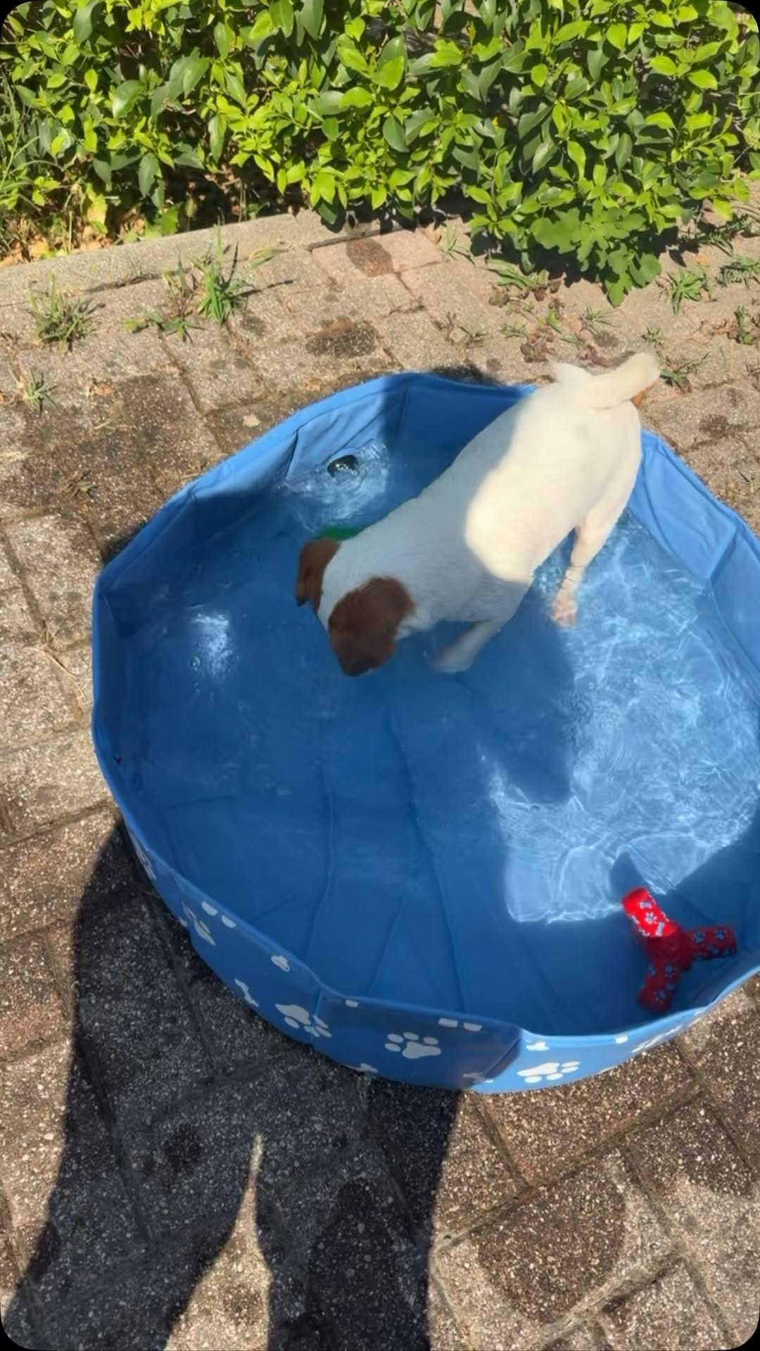 Post 1 by Stellina Junior🐾Calarota on Instagram (video)