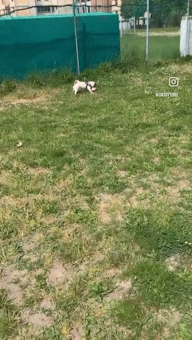 Post 4 by Stellina Junior🐾Calarota on Instagram (video)
