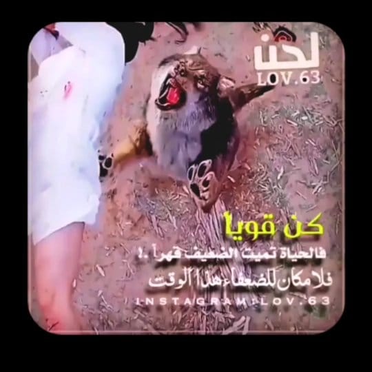 Post 7 by 𓆪『أبن ألاكابر』𓆩 on Instagram (video)