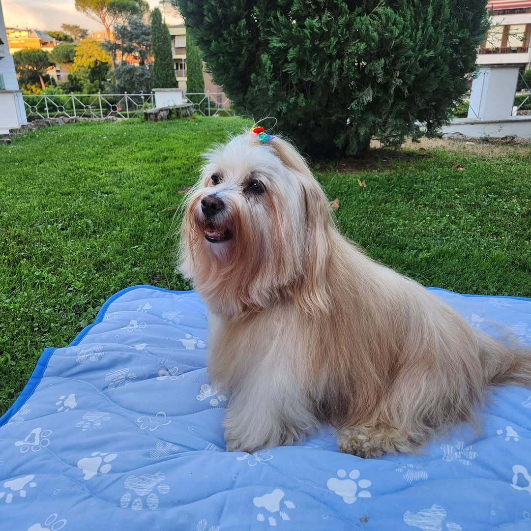 Post 3 by Chopin on Instagram (carousel)