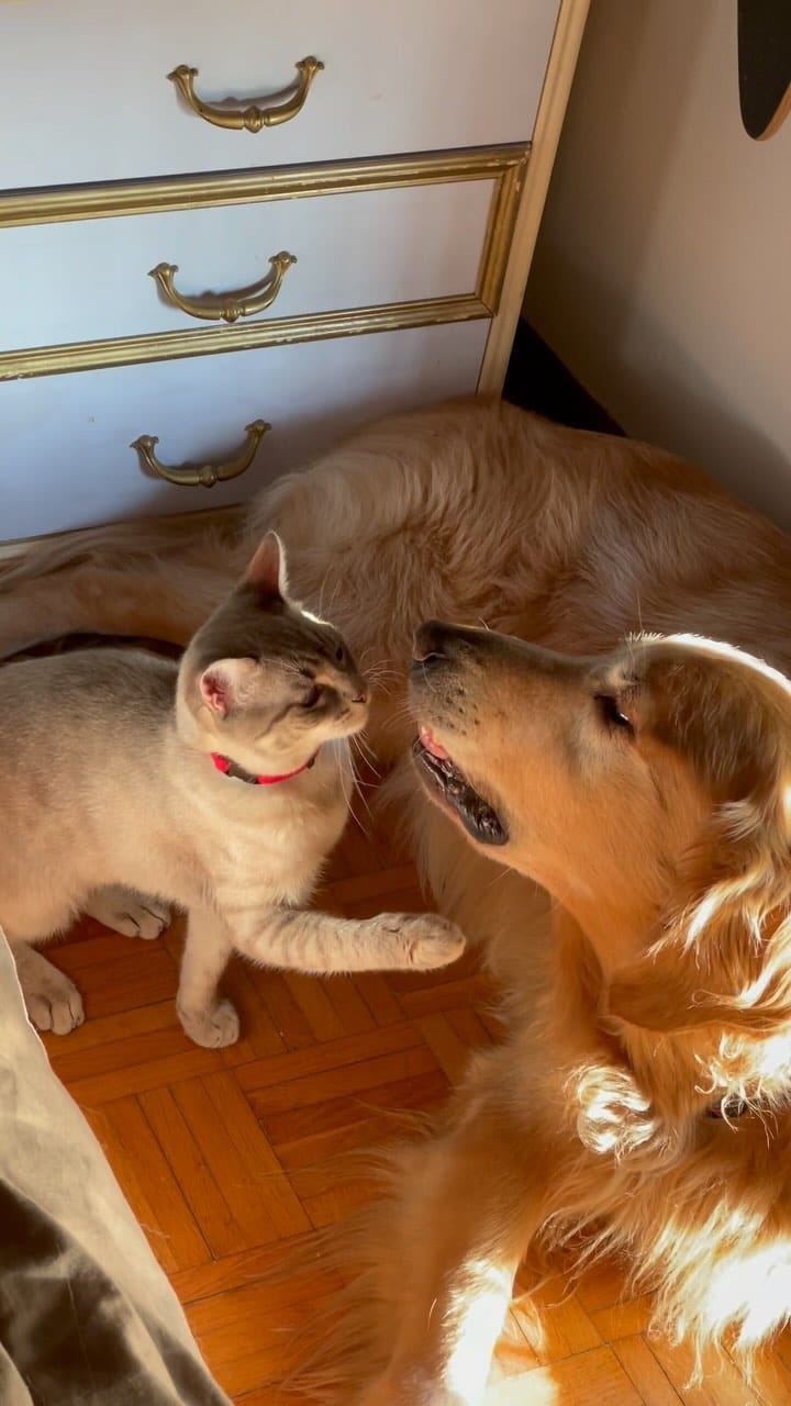 Post 8 by Jon Snow 🦮👼, Jordan 🐈👼 e Medo 🐈‍⬛ on Instagram (video)