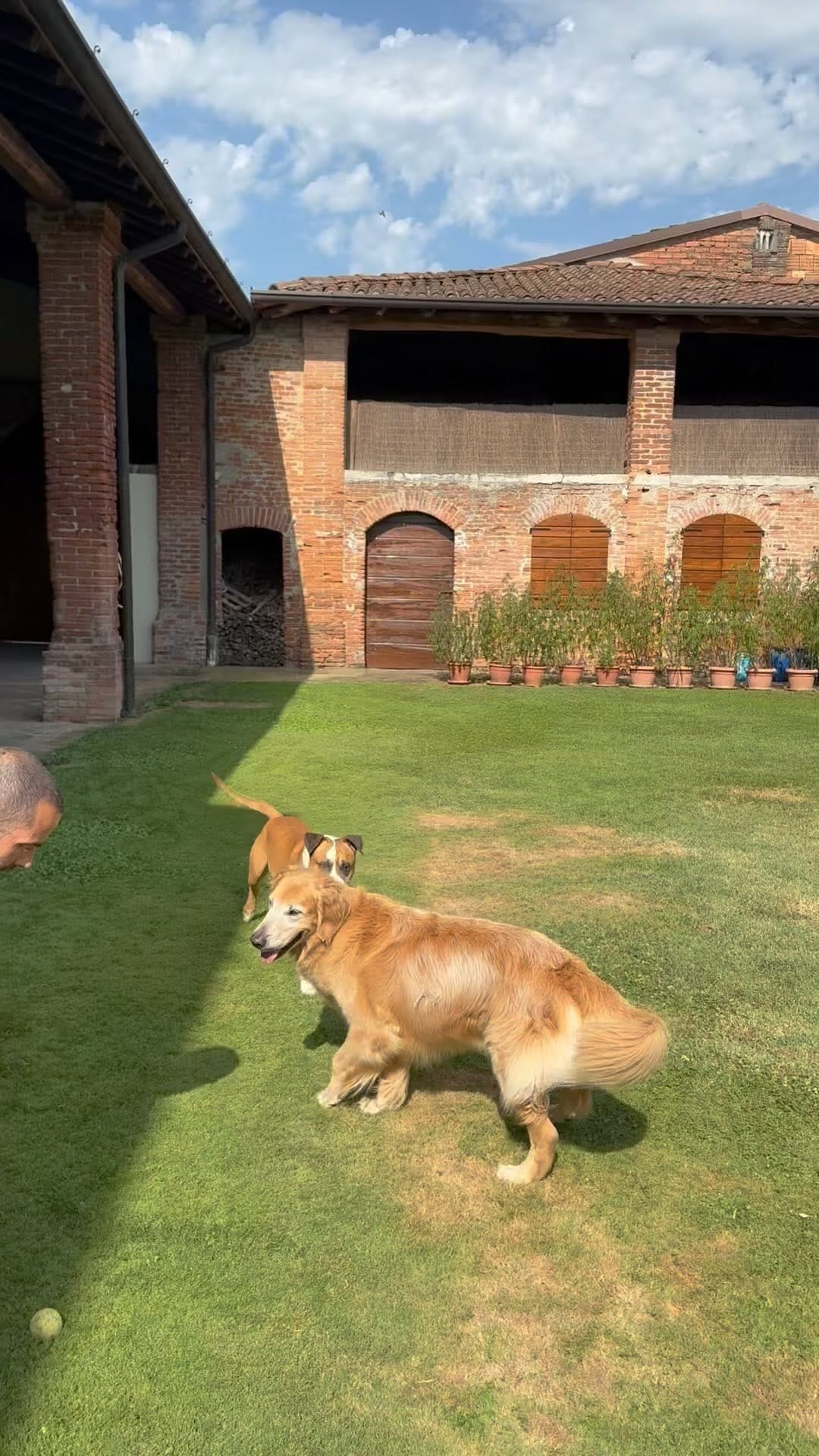 Post 7 by Jon Snow 🦮👼, Jordan 🐈👼 e Medo 🐈‍⬛ on Instagram (video)